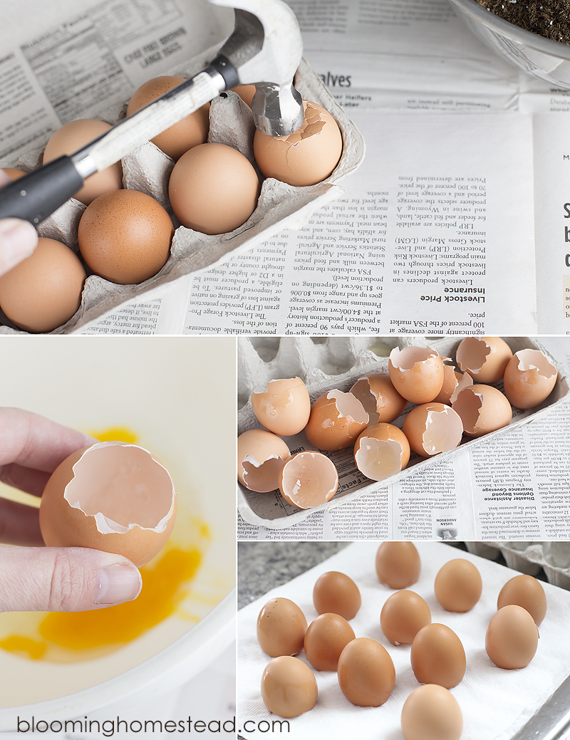 Drying egg shells